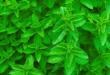Как бороться с зеленым мятным листоедом?