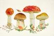 Детям о грибах – грибные картинки и рассказы Детский рисунок сбор грибов